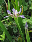 SX06842 Harlequin Blueflag or the Larger Blue Flag (Iris versicolor).jpg